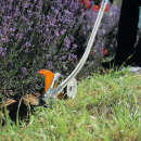 Kantenschneider STIHL FCB-KM